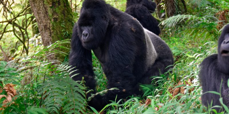 4-Day Gorilla Trekking and Night Safari