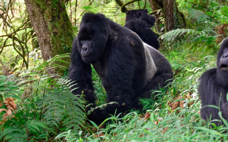 4-Day Gorilla Trekking and Night Safari