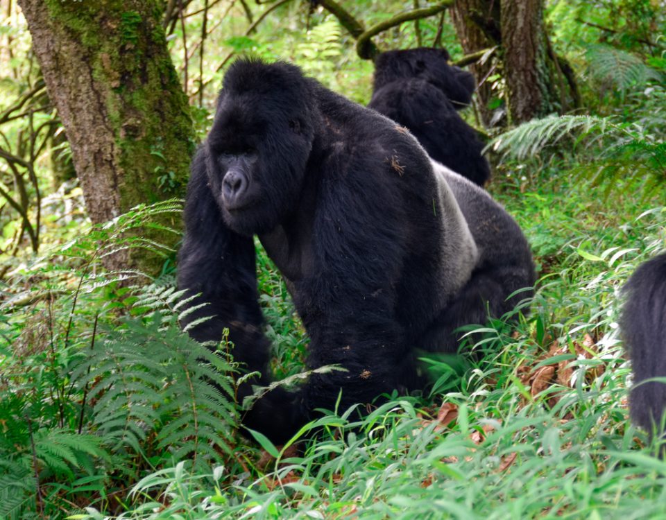 4-Day Gorilla Trekking and Night Safari