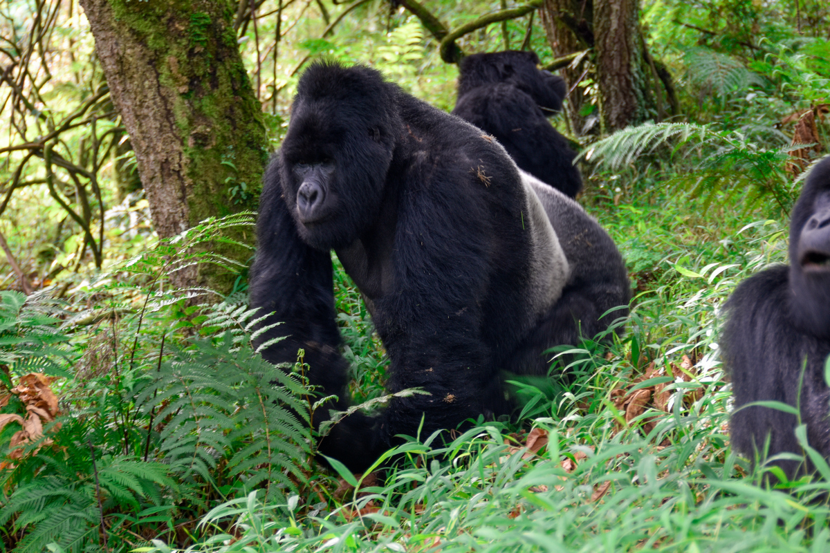 4-Day Gorilla Trekking and Night Safari