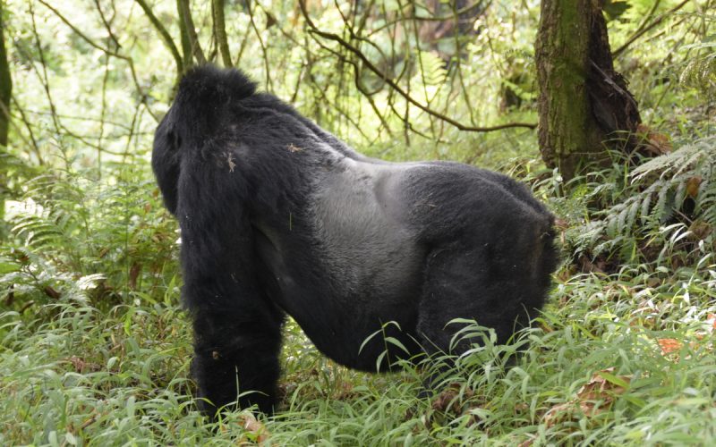 1-Day Mgahinga Gorilla Trek
