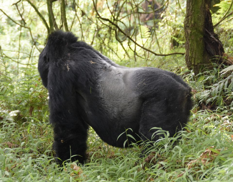 1-Day Mgahinga Gorilla Trek
