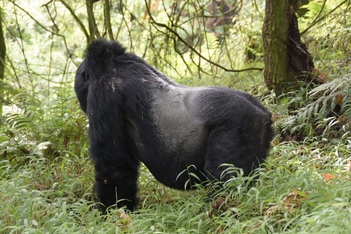 Uganda Gorilla Trekking Safari