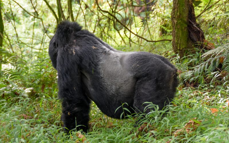 1-Day Rwanda Gorilla Trekking