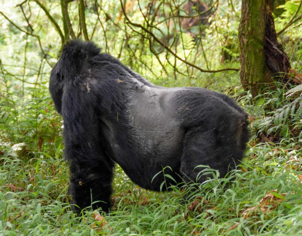 1-Day Rwanda Gorilla Trekking