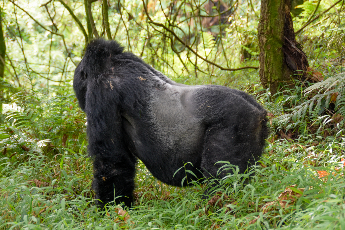 Mgahinga Gorilla National Park