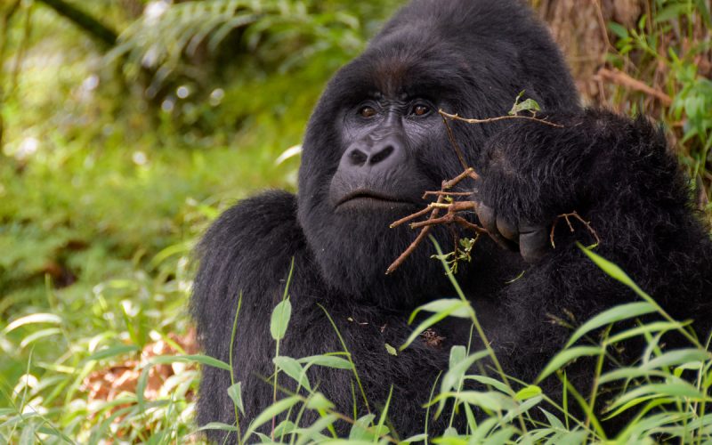 4-Day Luxury Rwanda Gorilla Trekking Experience