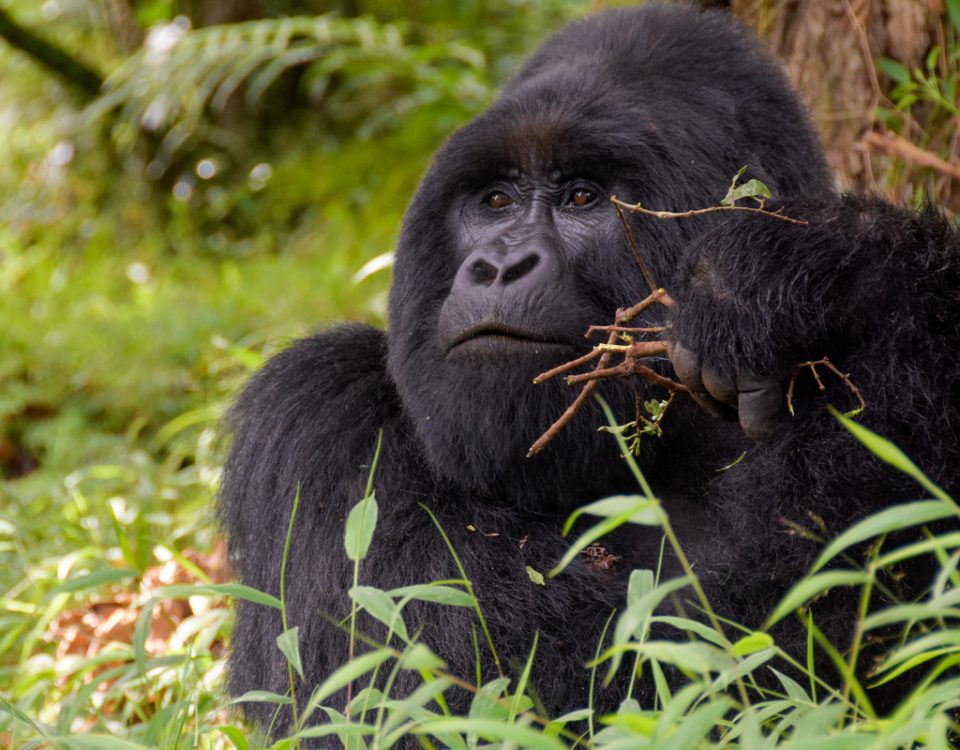 4-Day Luxury Rwanda Gorilla Trekking Experience