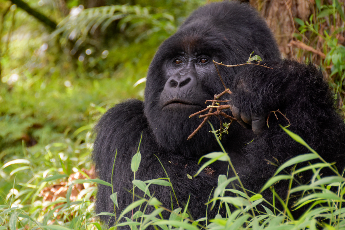 4-Day Luxury Rwanda Gorilla Trekking Experience