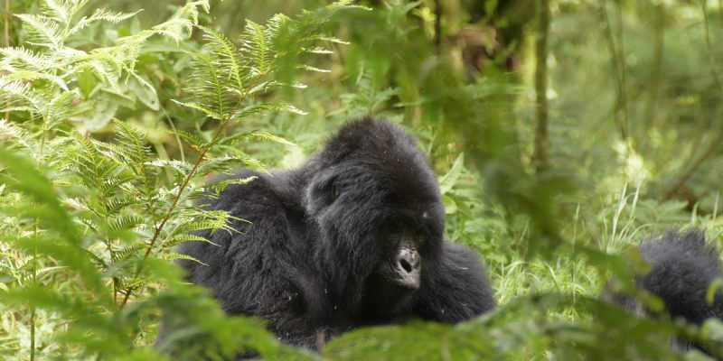 5-Day Uganda Experiential Safari