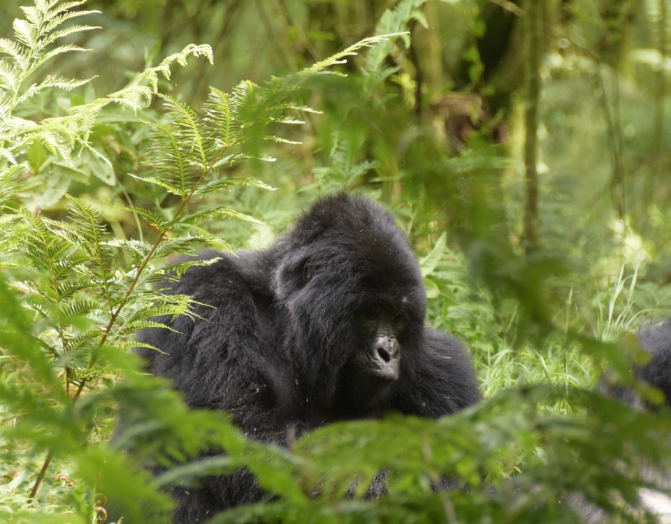 5-Day Uganda Experiential Safari