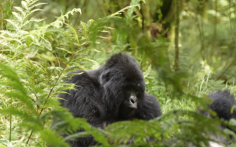 5-Day Uganda Experiential Safari: Gorilla Trekking, Wildlife, & Adrenaline Adventure