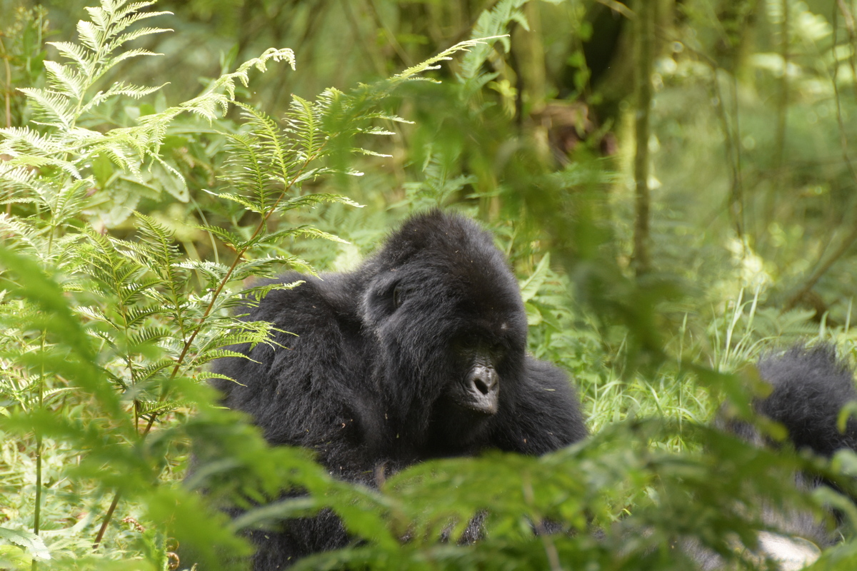 Uganda Gorilla Trekking Safari