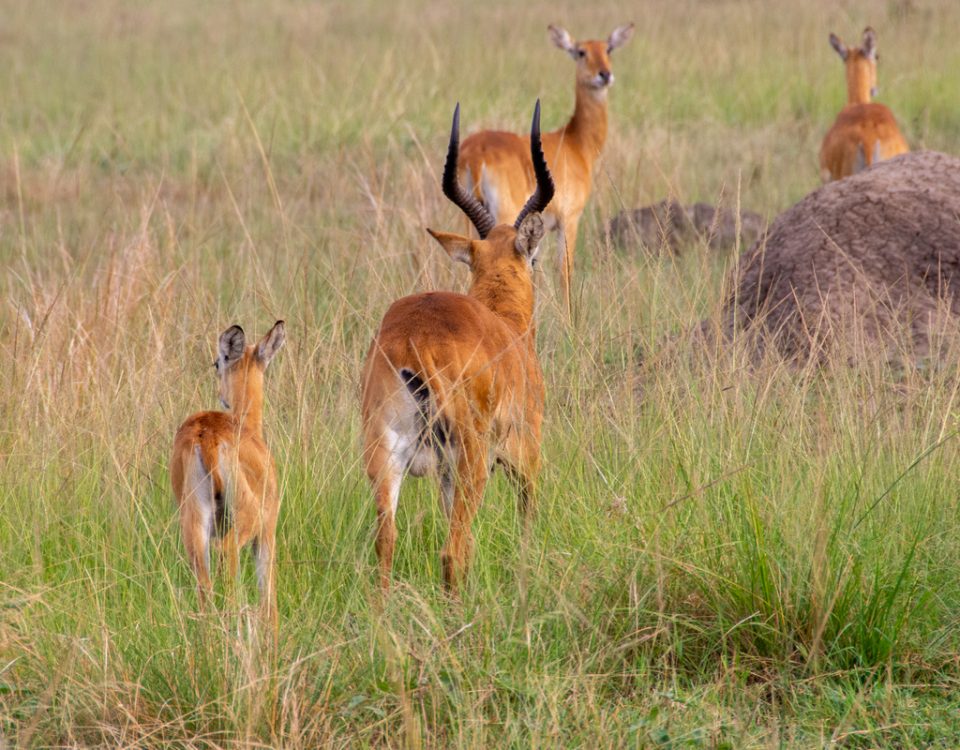4-Day Uganda Adventure Safari - Lake Mburo National Park & Lake Bunyonyi