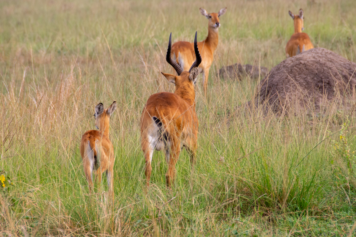 Uganda Wildlife Safari on Two Wheels