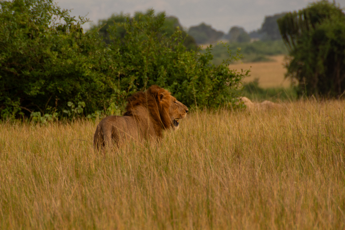 Uganda National Parks