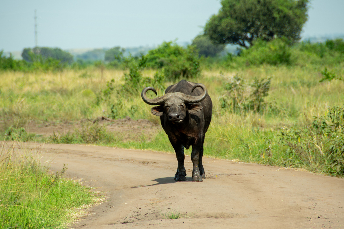 Uganda Wildlife Safari on Two Wheels