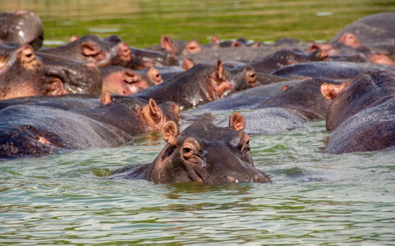 4-Day Uganda Adventure Safari - Lake Mburo National Park & Lake Bunyonyi