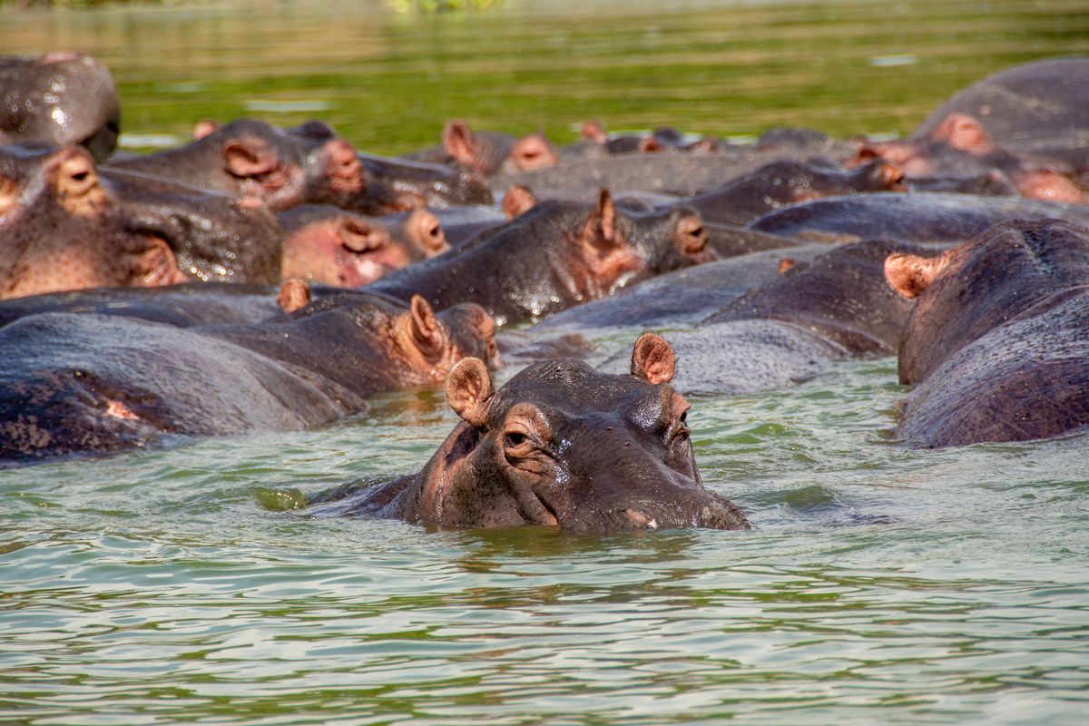 4-Day Uganda Adventure Safari - Lake Mburo National Park & Lake Bunyonyi