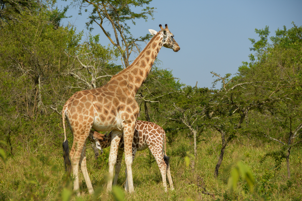 7-Day Uganda Safari