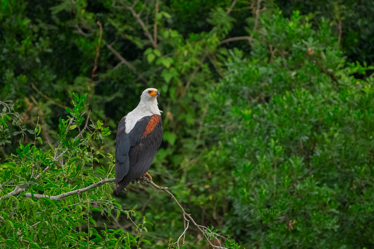 Kibale Forest National Park