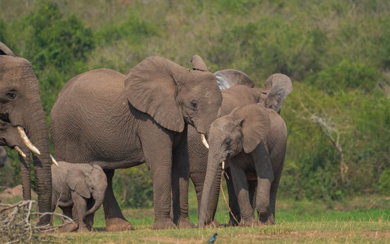 6-Day Uganda Gorilla Trekking