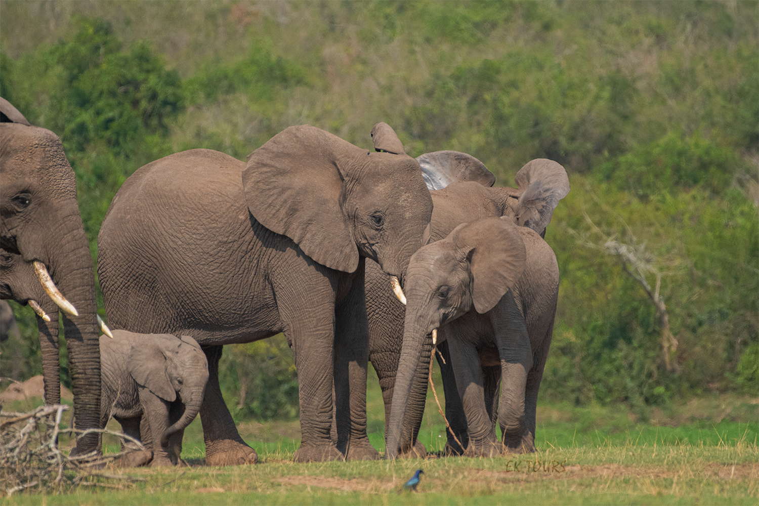 Uganda National Parks