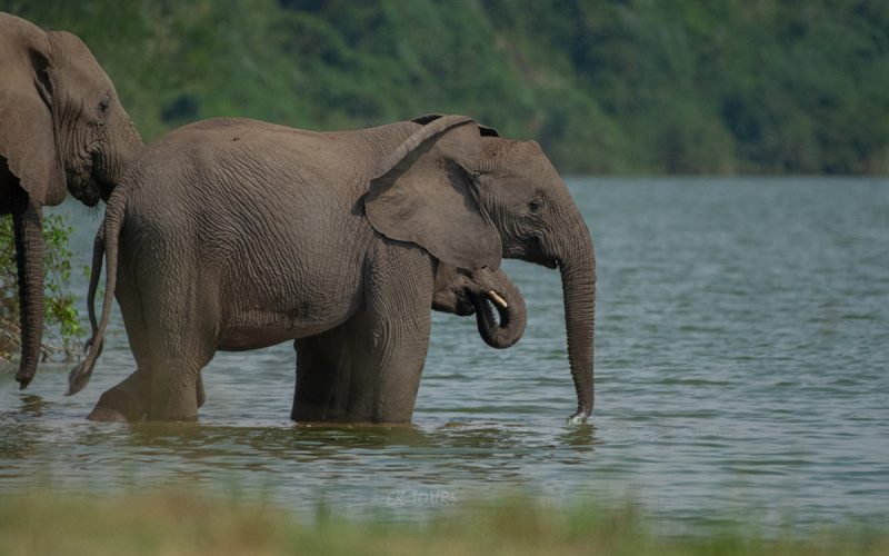 Murchison Falls National Park