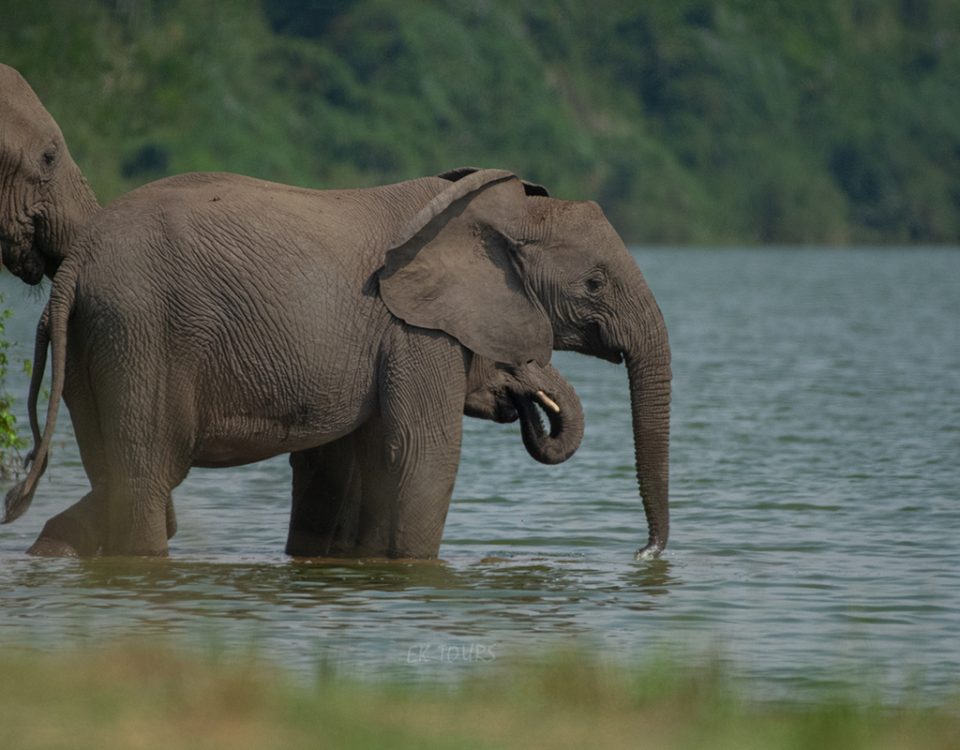 Murchison Falls National Park