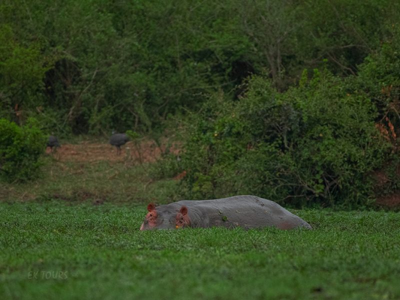 Rwanda Wildlife Safaris