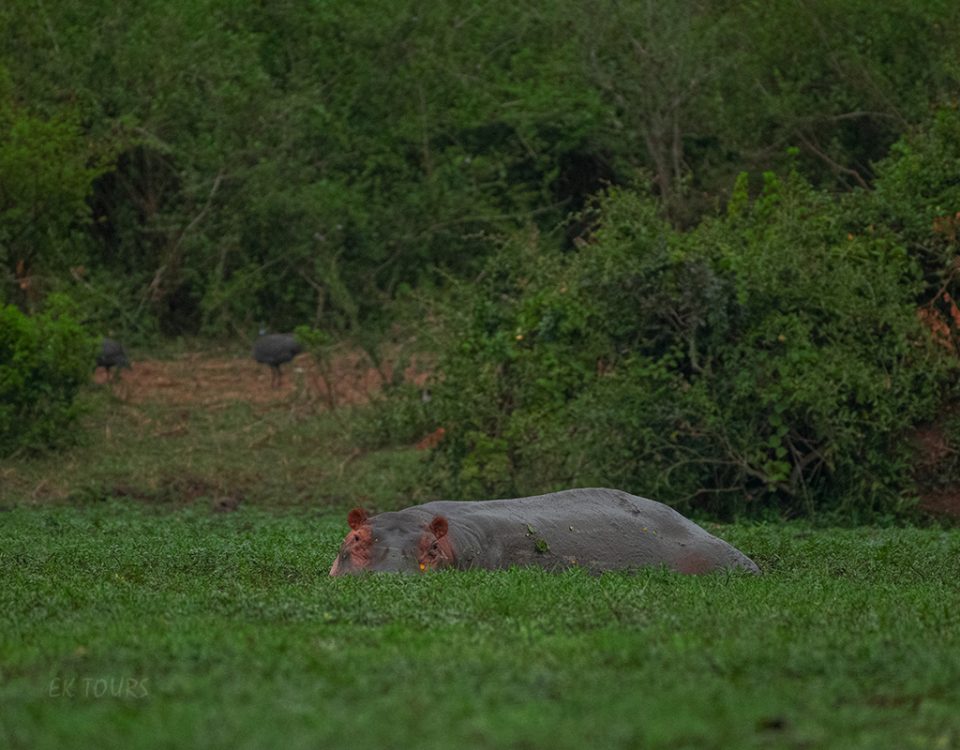 Rwanda Wildlife Safaris