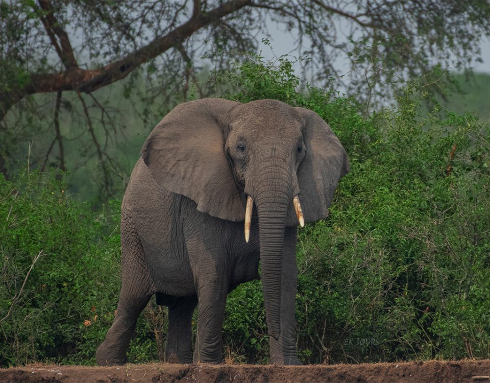 Uganda Wildlife & Primate Safari
