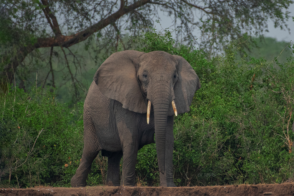 Uganda Wildlife & Primate Safaris
