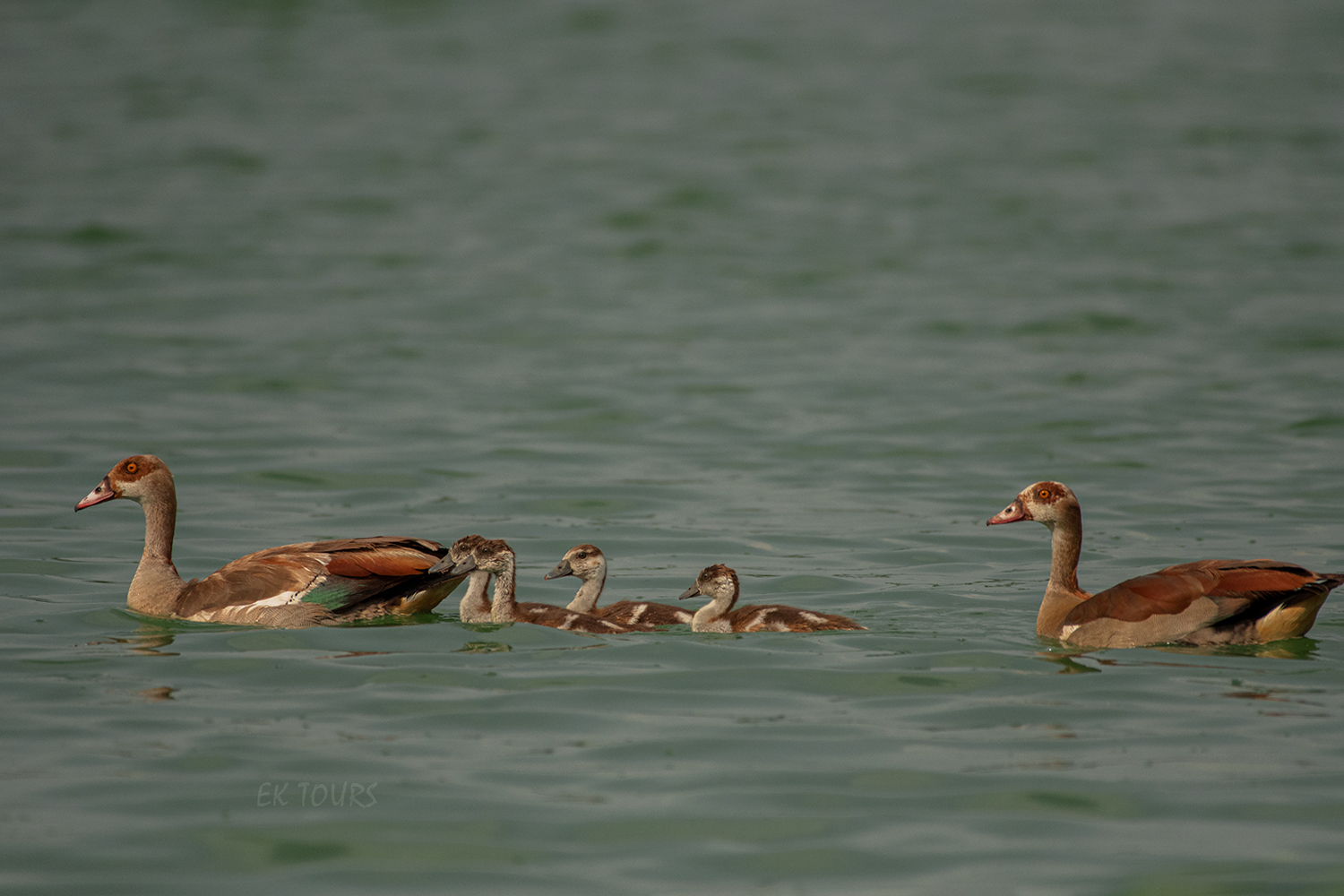 Uganda Bird Watching Safaris