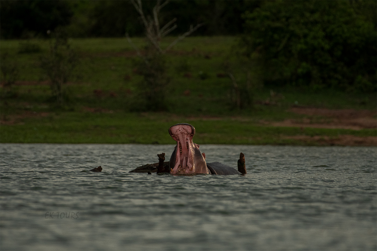 Rwanda Safaris