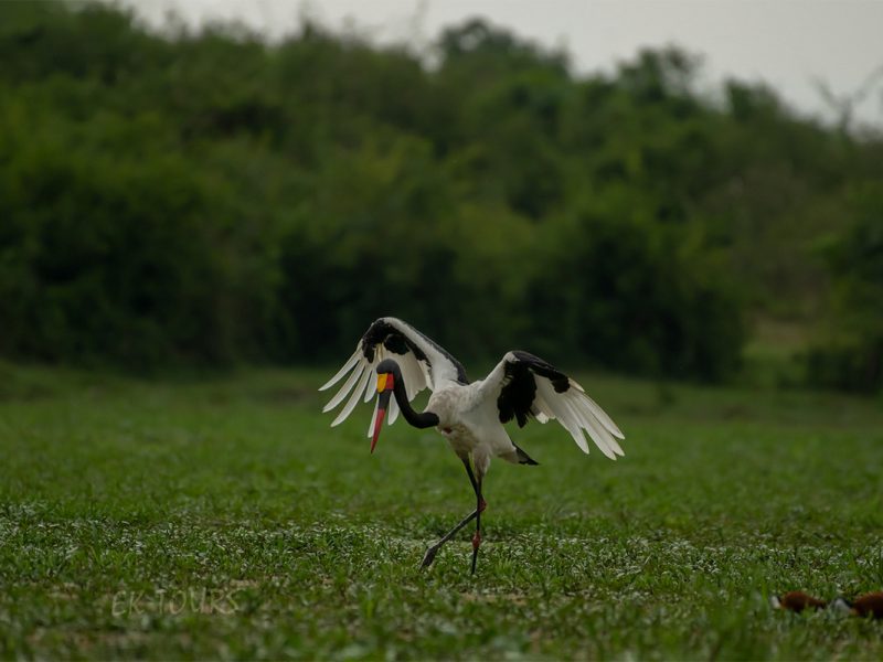 Rwanda Birding Safaris