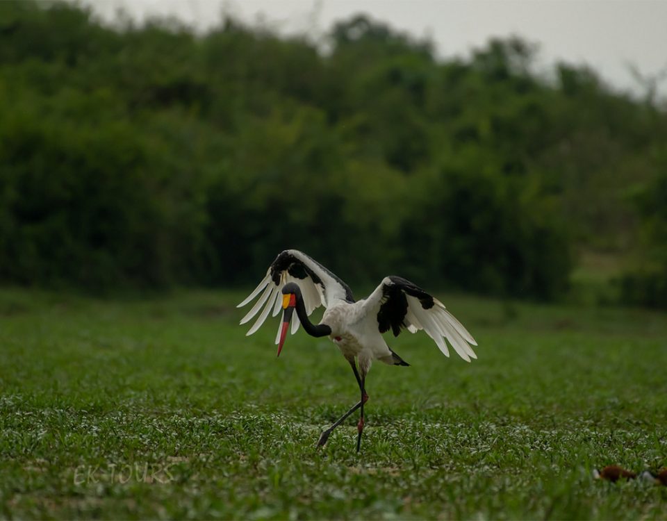 Rwanda Birding Safaris