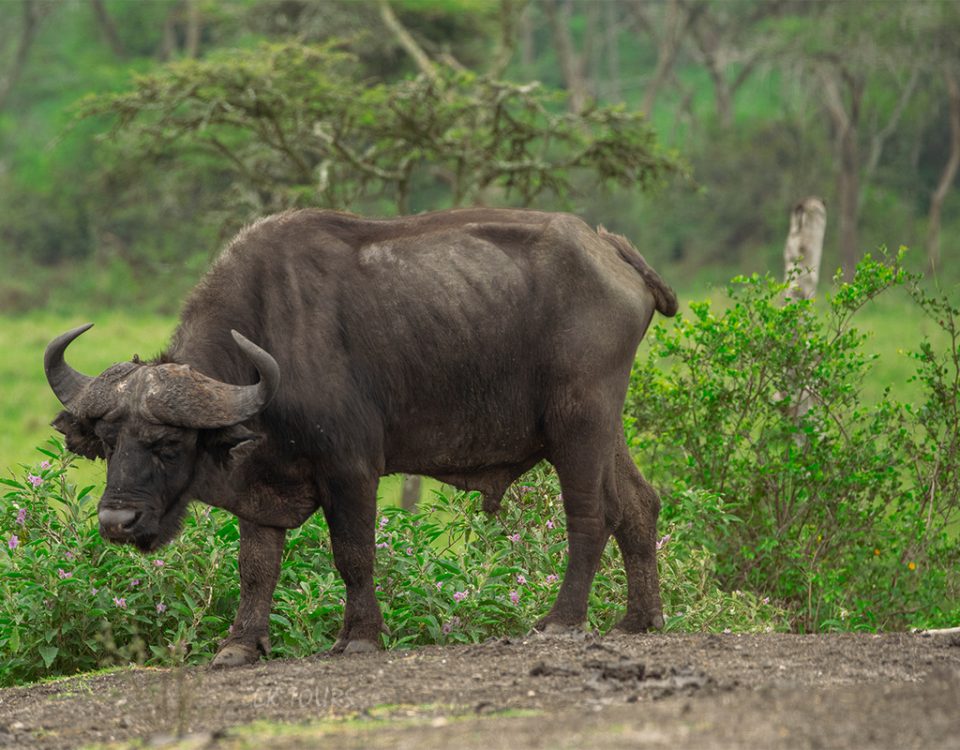 4-Day Luxury Uganda Safari to Kidepo Valley National Park
