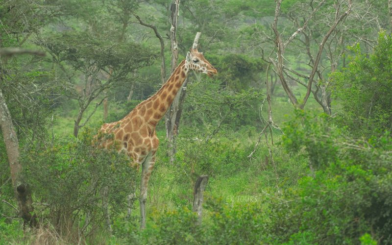 Murchison Falls National Park