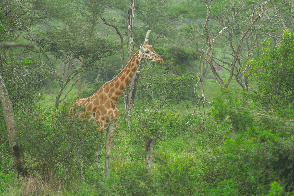 Murchison Falls National Park