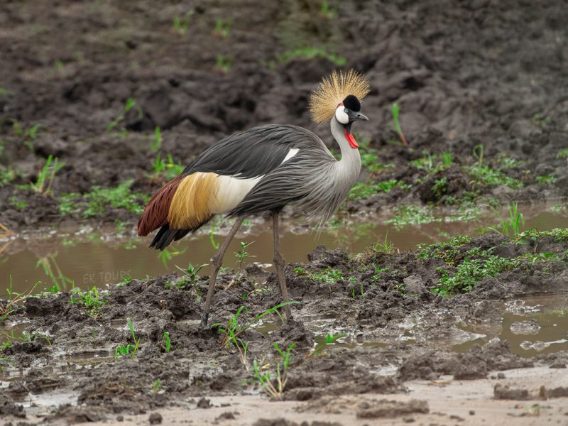 Uganda Bird Watching Safari