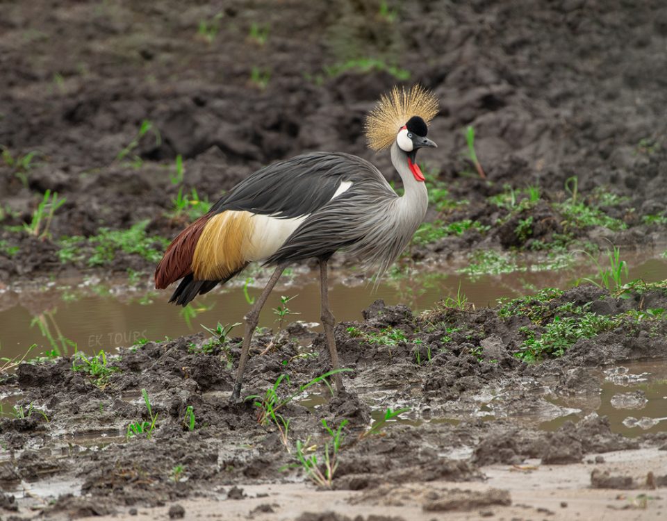 Uganda Bird Watching Safari