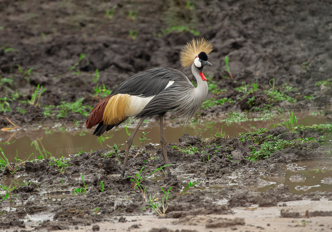 Uganda Bird Watching Safaris