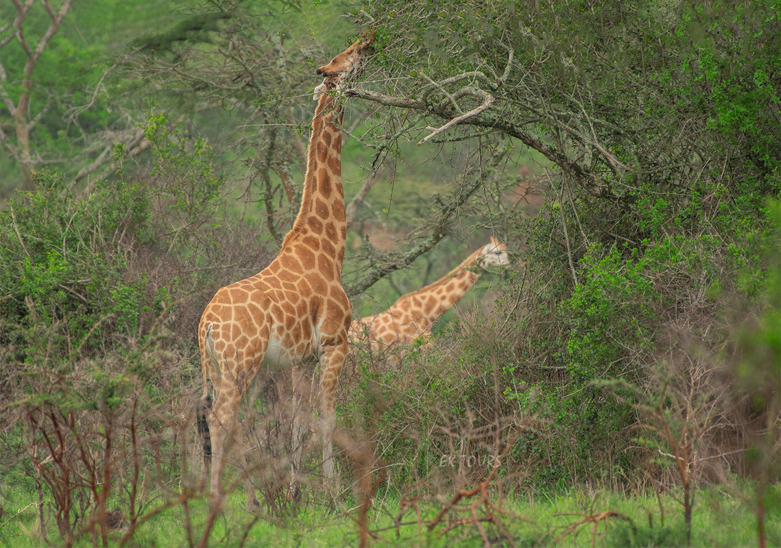 Rwanda Uganda Mountain Bike Safari 