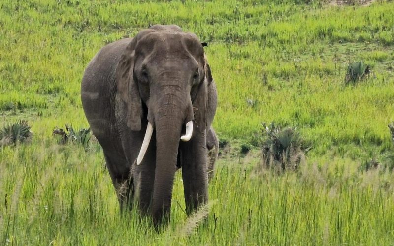 6-Day Uganda Adventure Tour