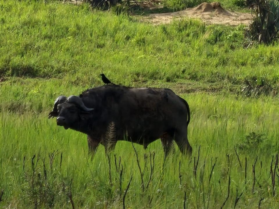 4-Day Luxury Uganda Safari to Kidepo Valley National Park