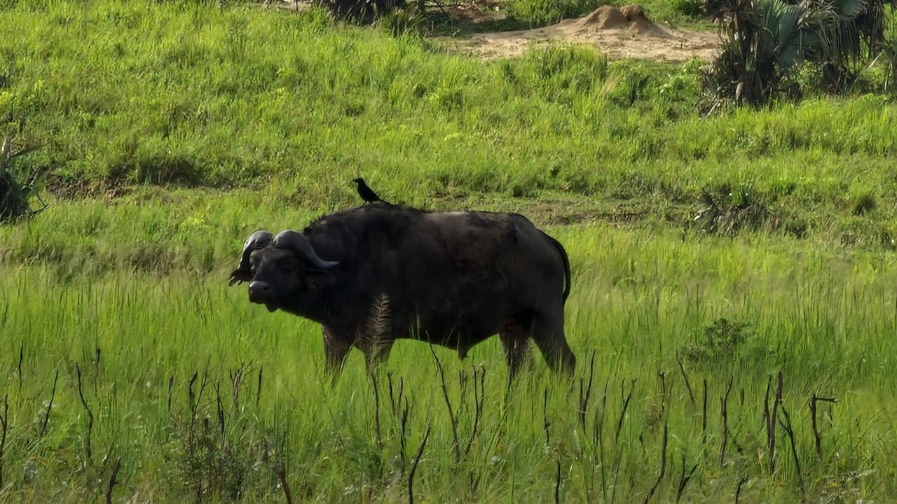 4-Day Luxury Uganda Safari to Kidepo Valley National Park