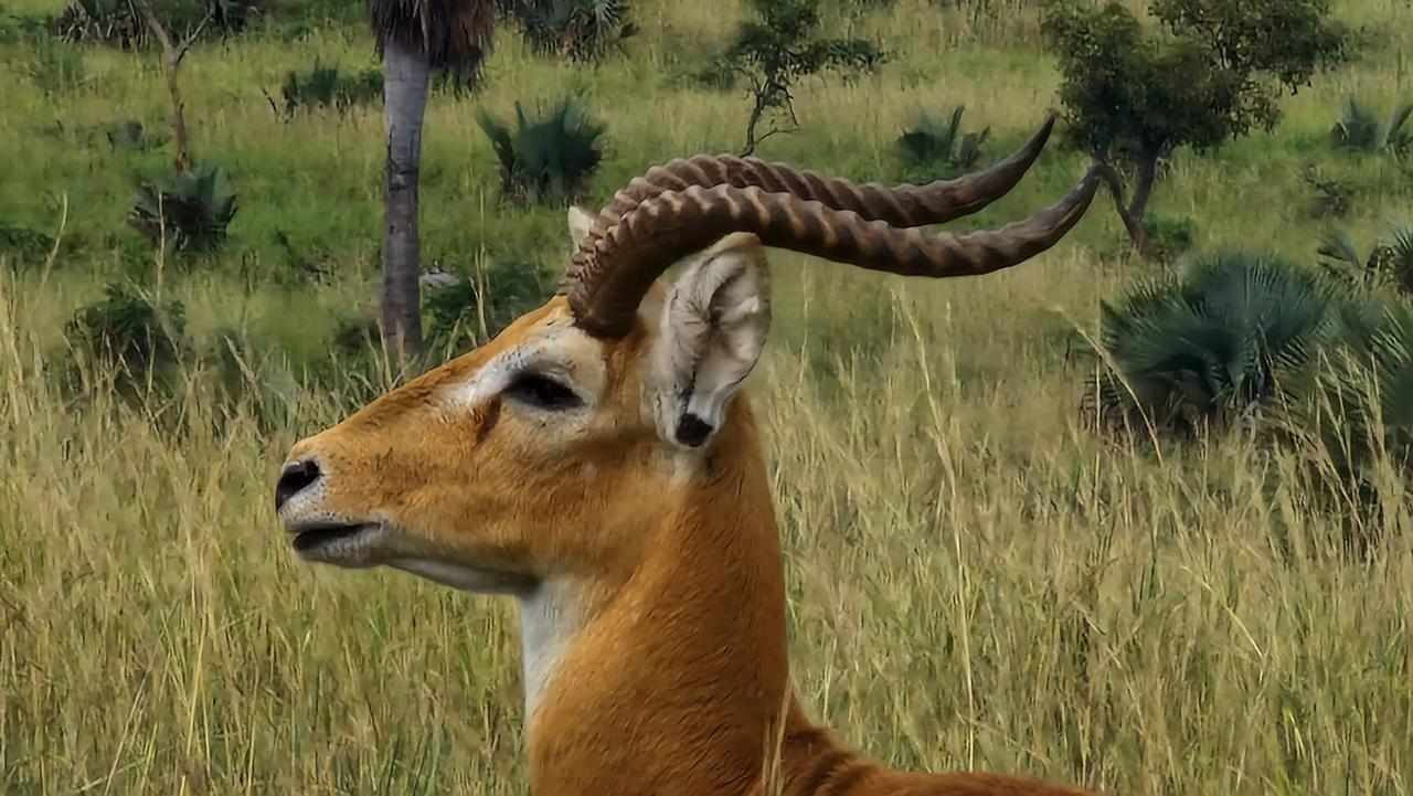 Uganda Wildlife Safaris