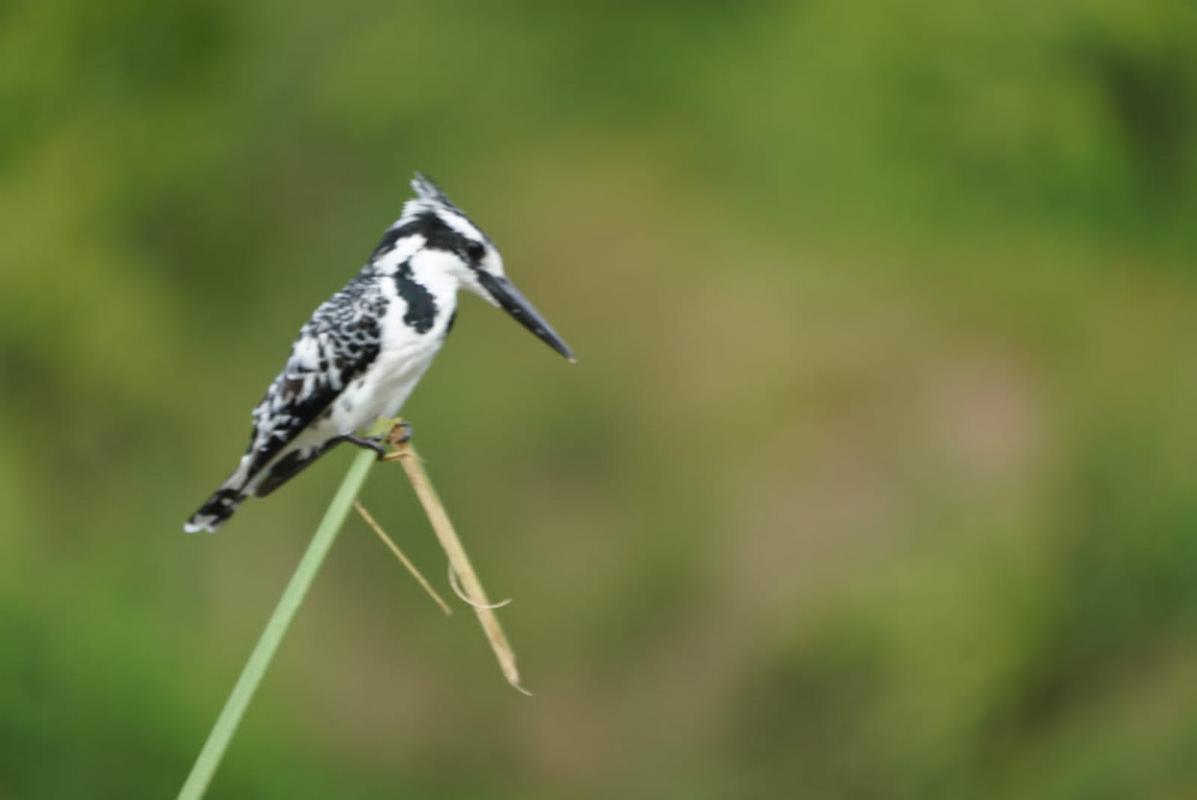 Uganda Birding Safaris 