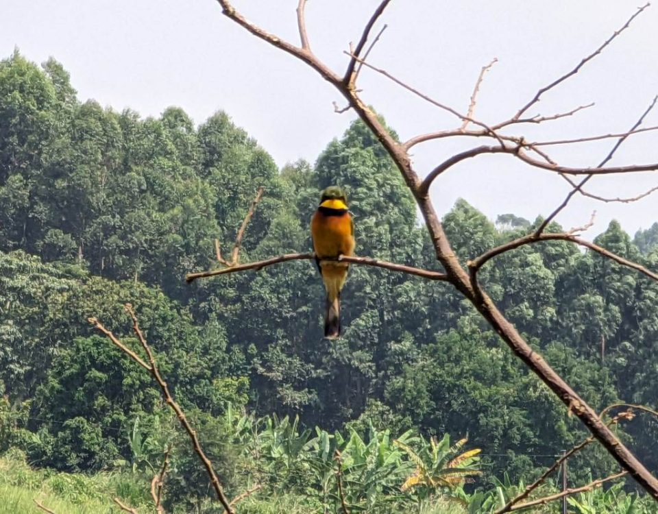 Uganda Birding Safaris